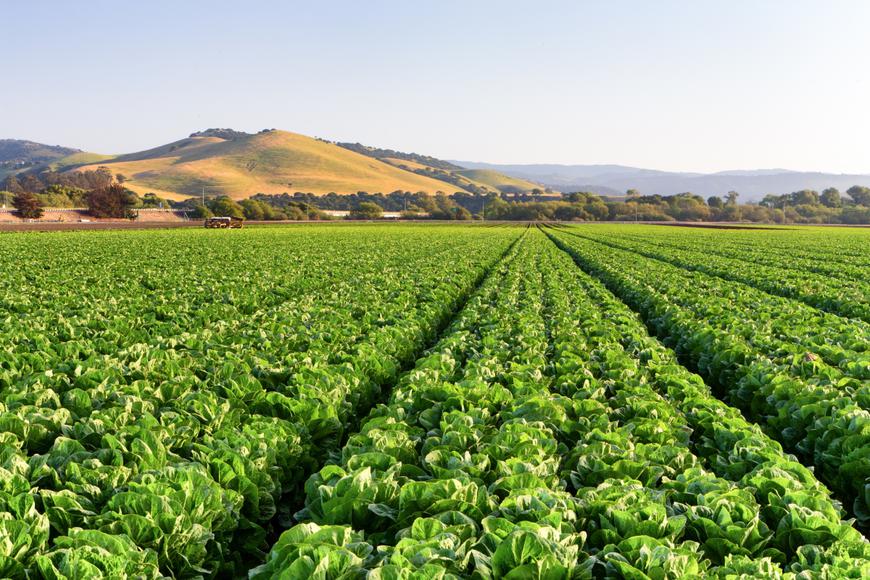 green farm near Huntington Beach