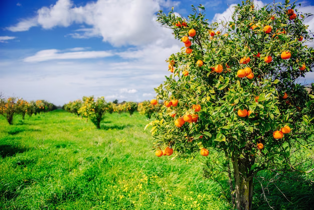 orange trees near Laguna Beach