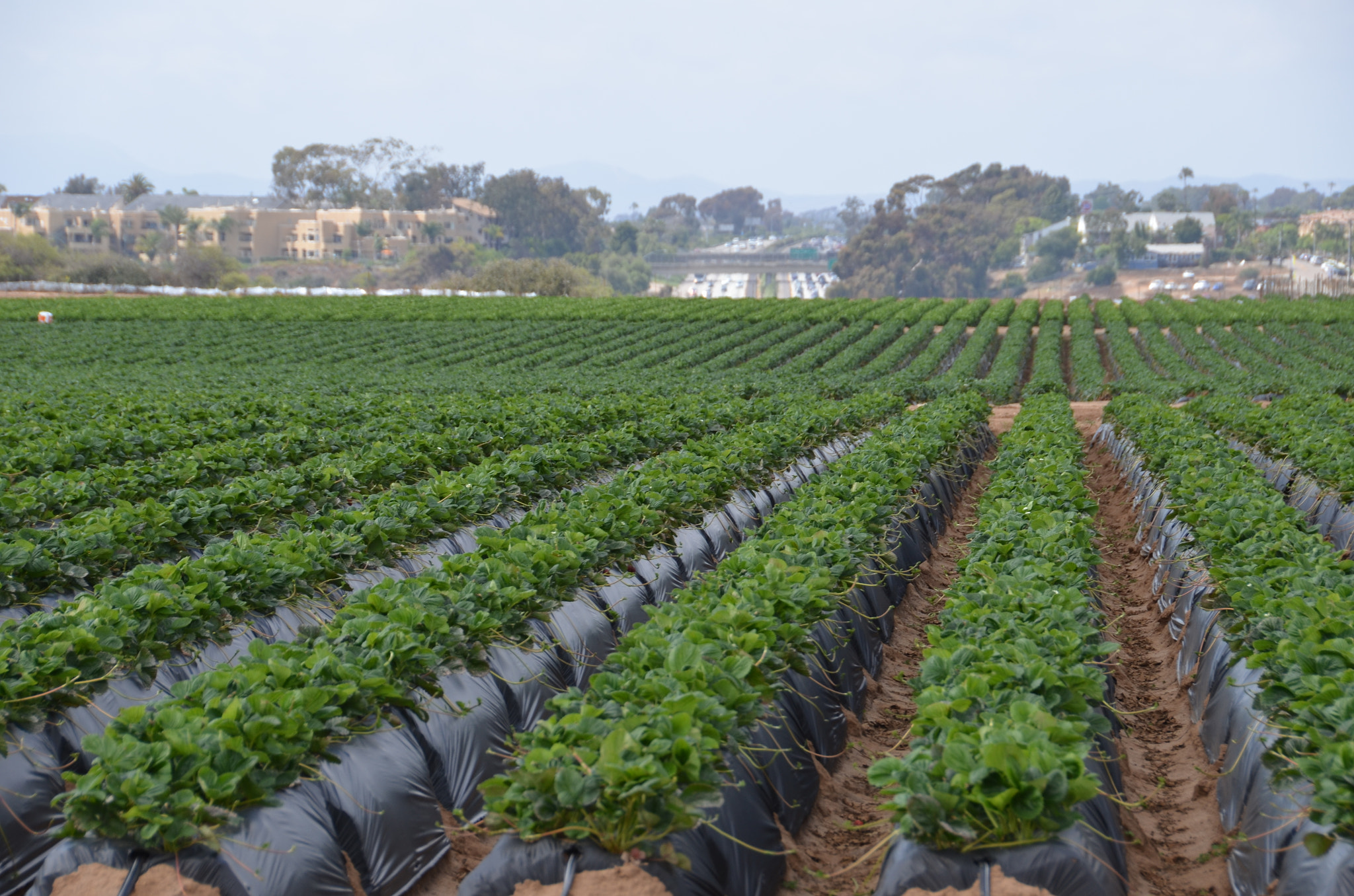 strawberry fields in Carlsbad